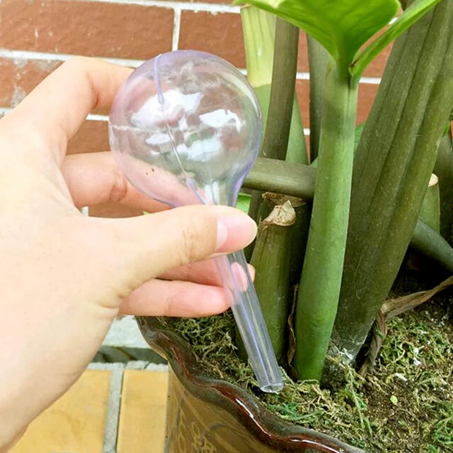 Plant Self-Watering Globes 8 Pack | Automatic Irrigation | Home Garden Essential