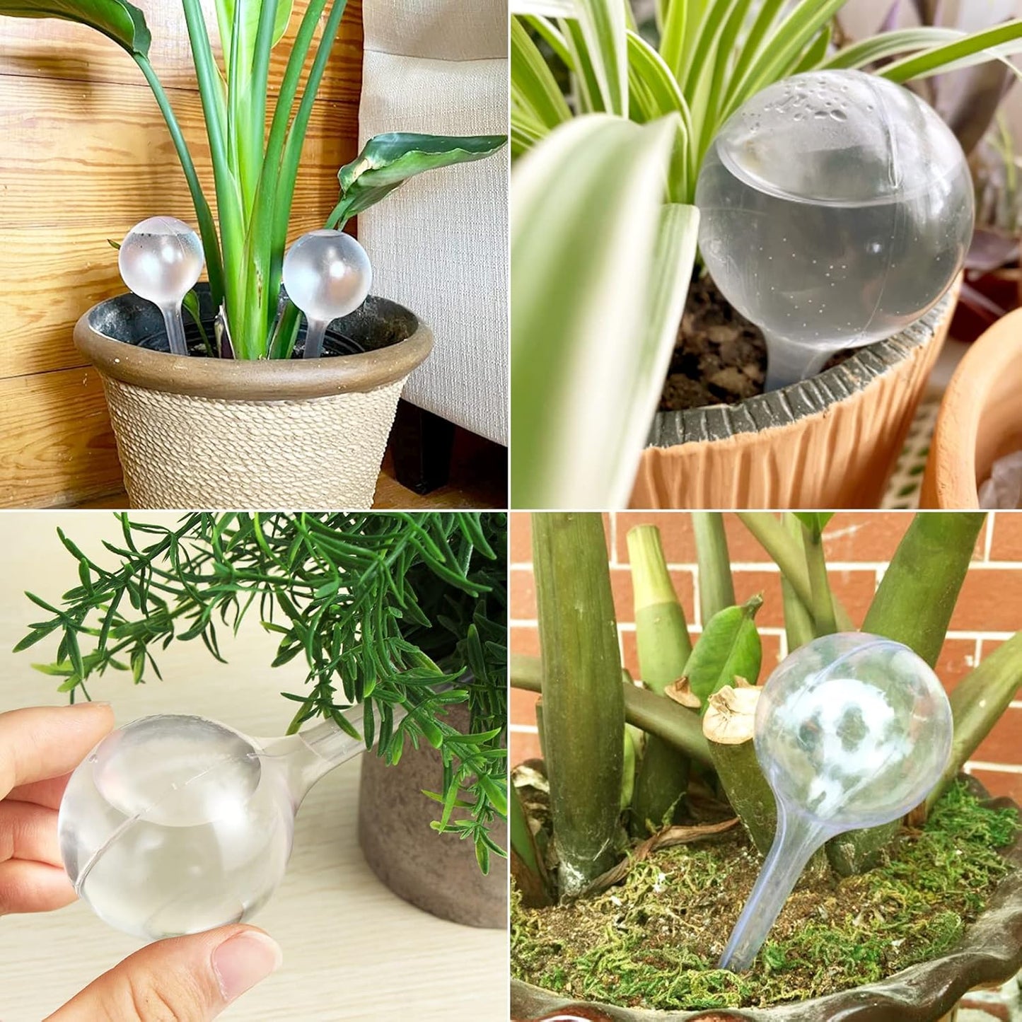 Plant Self-Watering Globes 8 Pack | Automatic Irrigation | Home Garden Essential